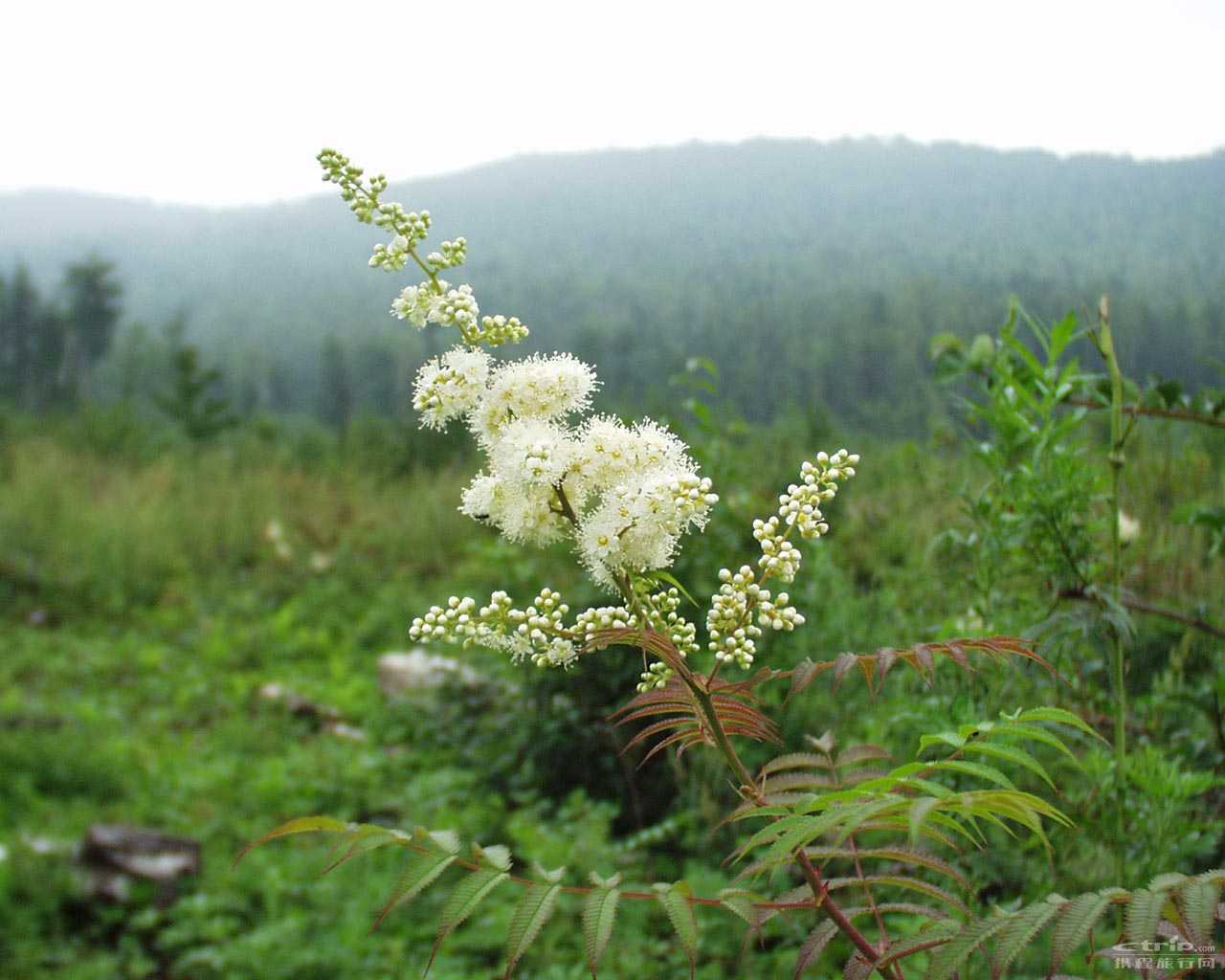 伊春小兴安岭植物园