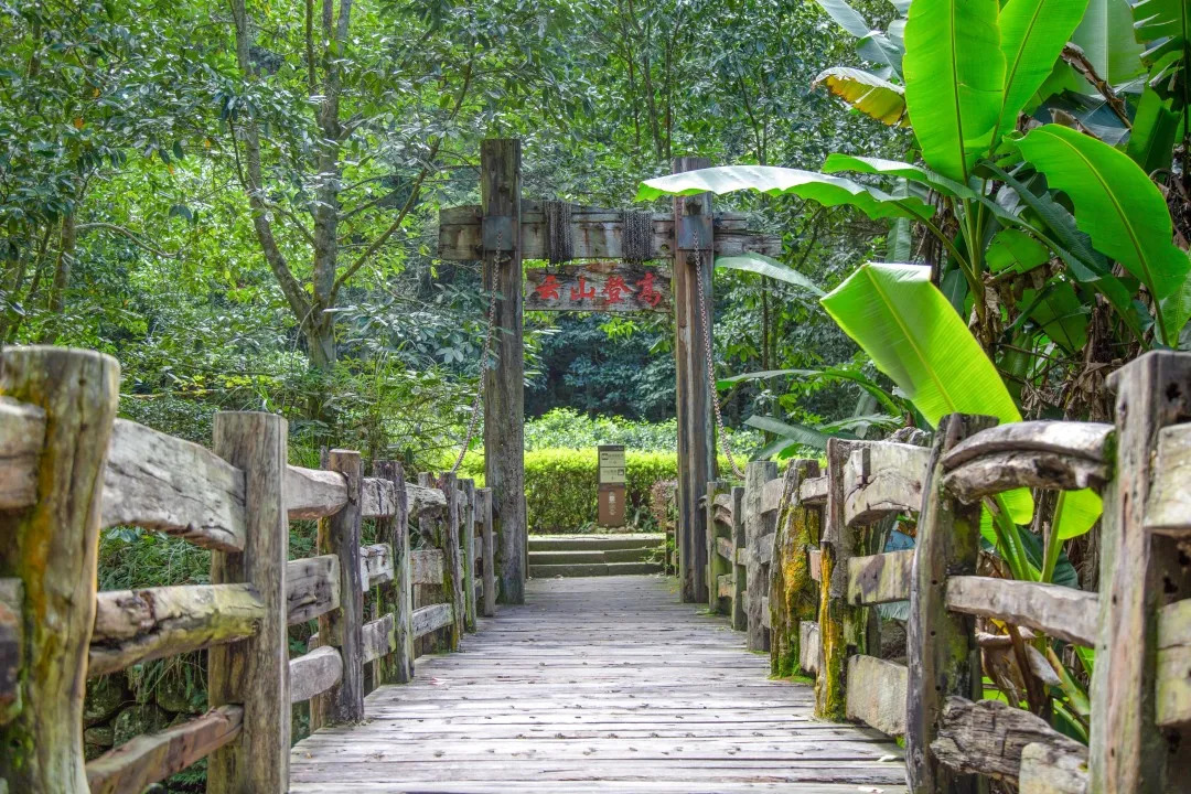 梅州雁南飞茶田景区