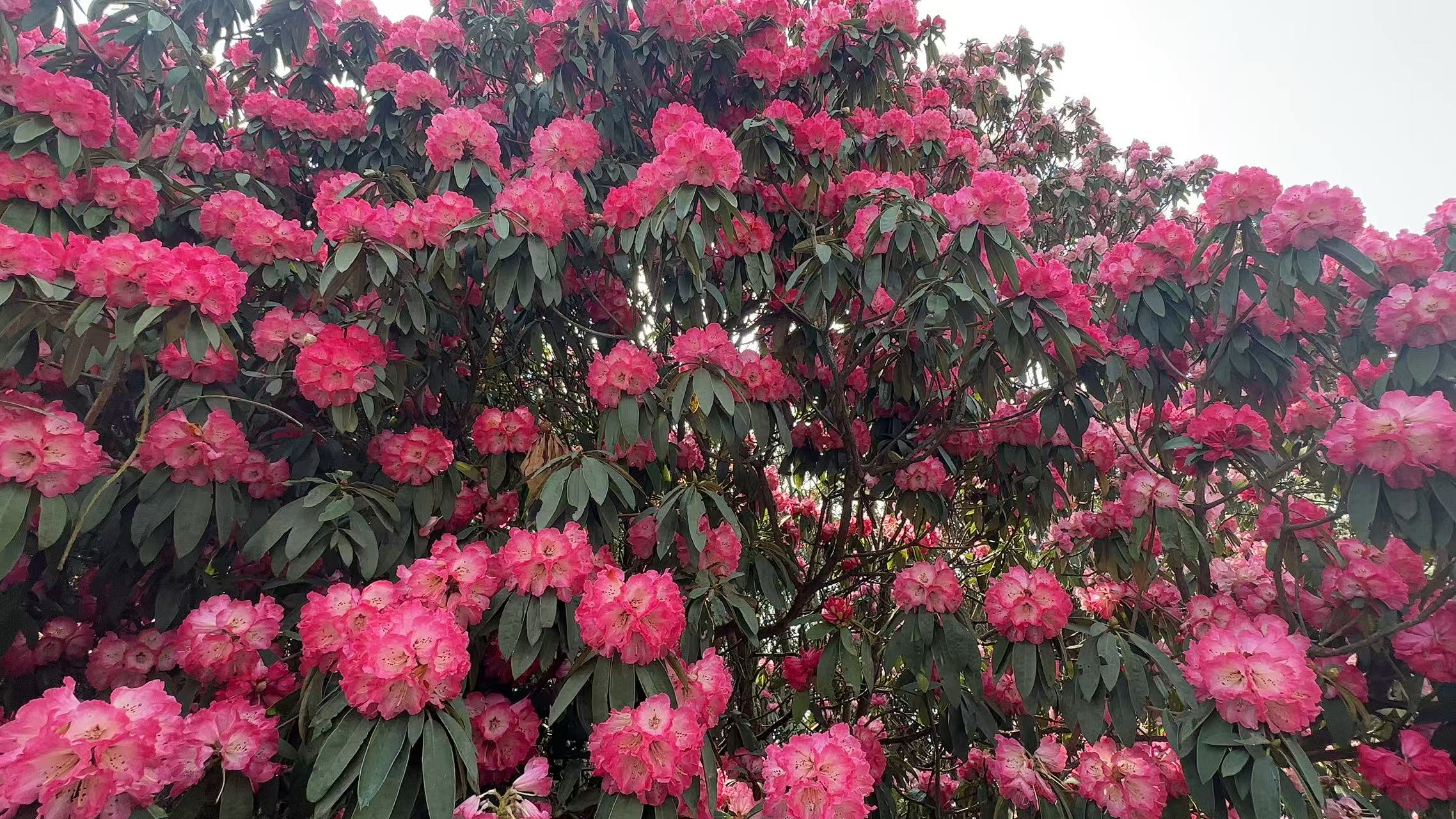 毕节百里杜鹃风景区