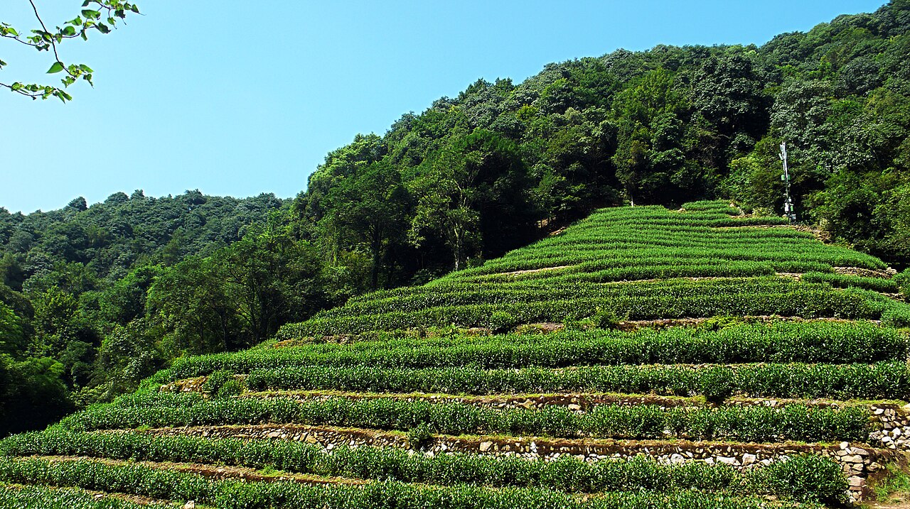 杭州龙井村